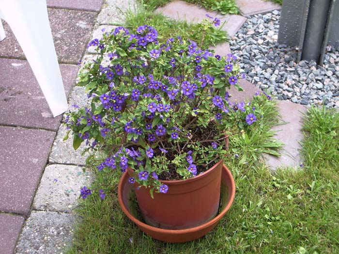 Blumen