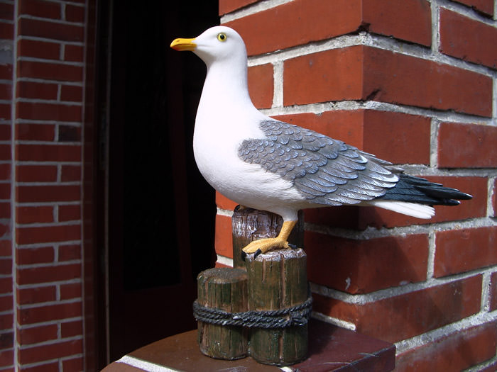 Silbermöwe